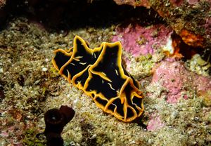 Chocolate Mango Nudibranch