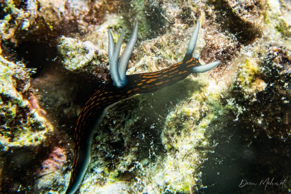 Slender Roboastra - Moalboal, Philippines - 8 August 2026 - Dive 2 - Pescador Island (Cathedral)