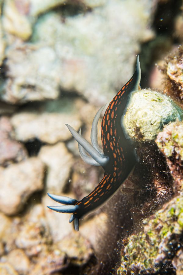 Slender Roboastra - Moalboal, Philippines - 8 August 2026 - Dive 2 - Pescador Island (Cathedral)
