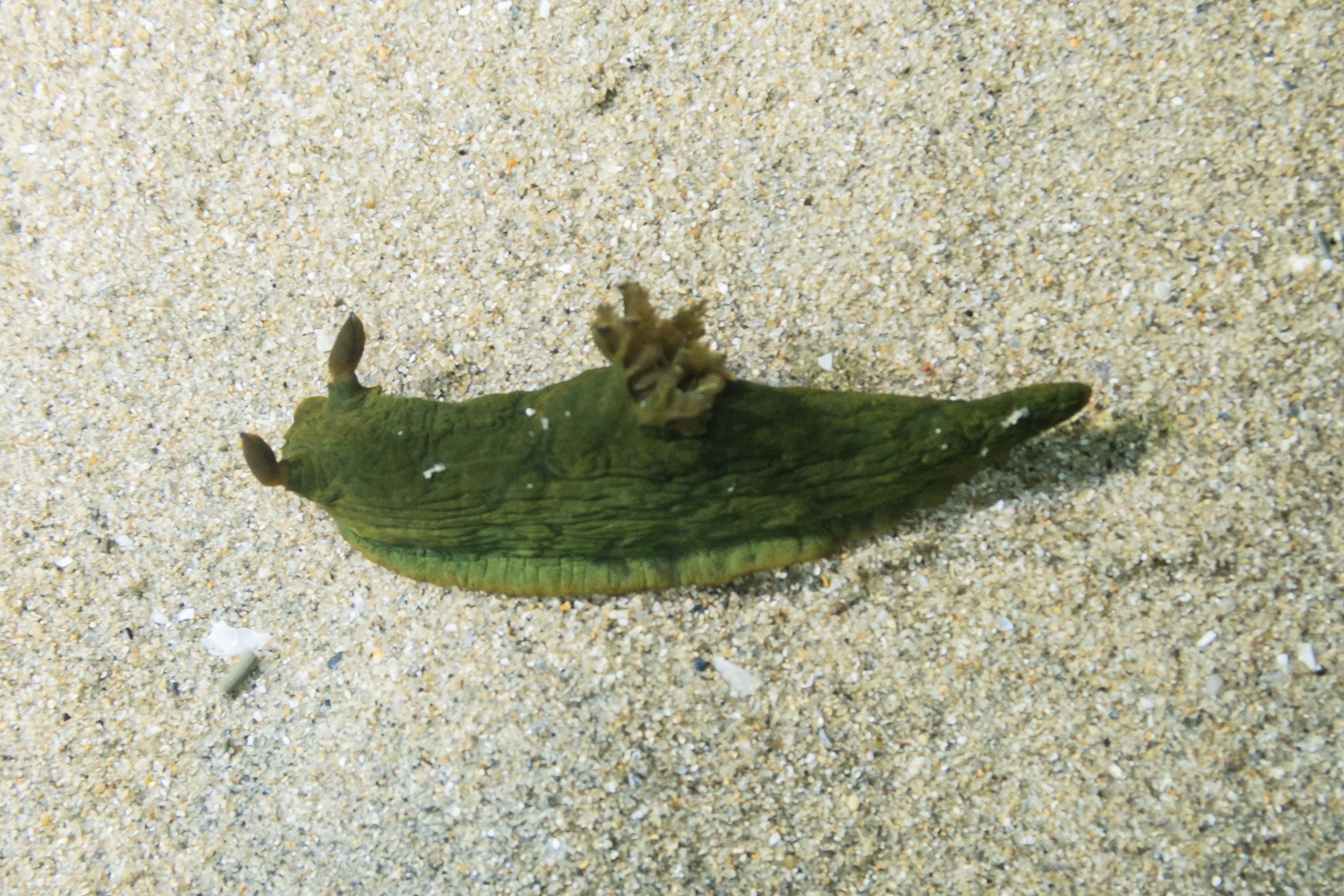 Tambja dracomus