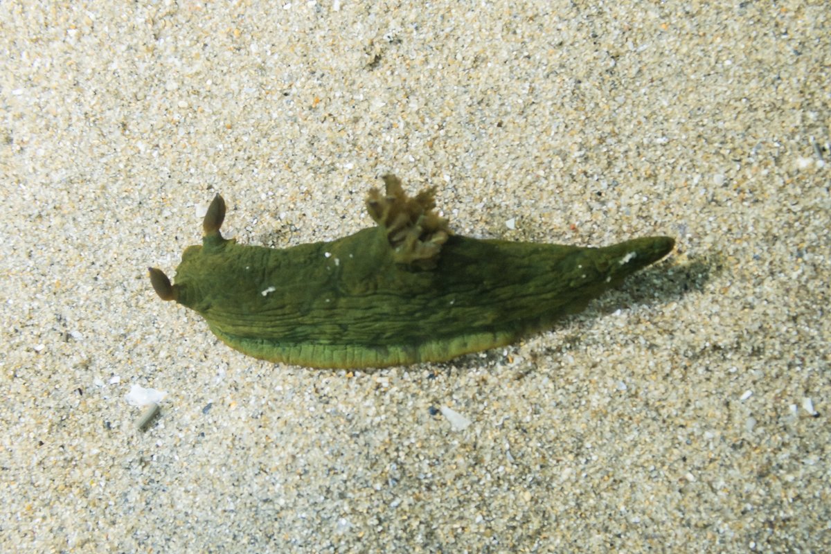 Tambja dracomus hero image