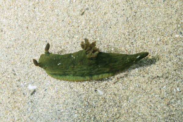 Tambja dracomus