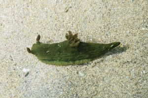 Tambja representative species