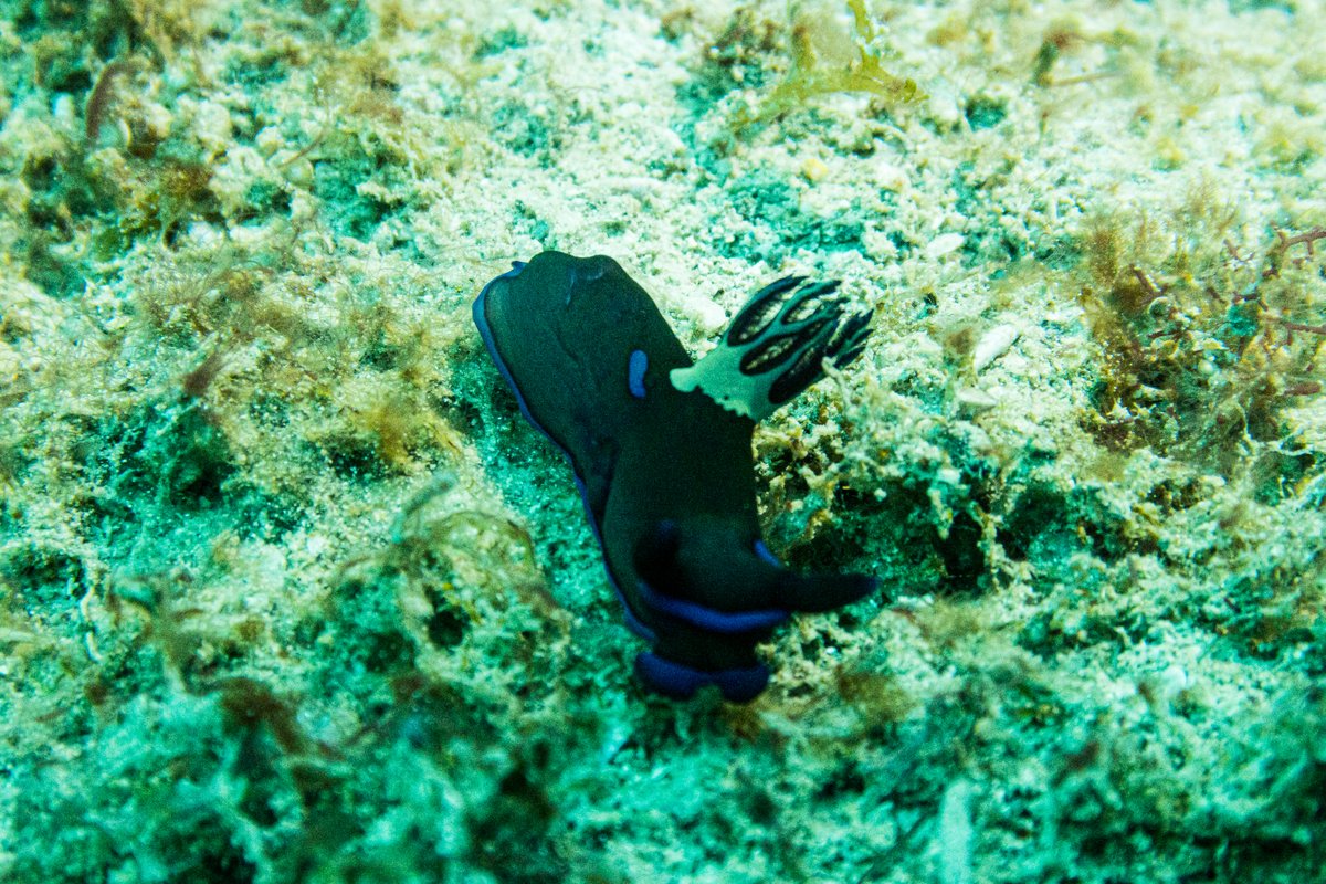 Gloomy Nudibranch hero image
