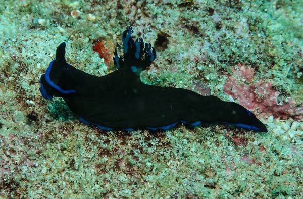 Gloomy Nudibranch - Puerto Galera - 9 June 2025 - Dive 0