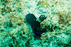 Gloomy Nudibranch