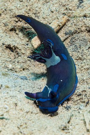 Gloomy Nudibranch