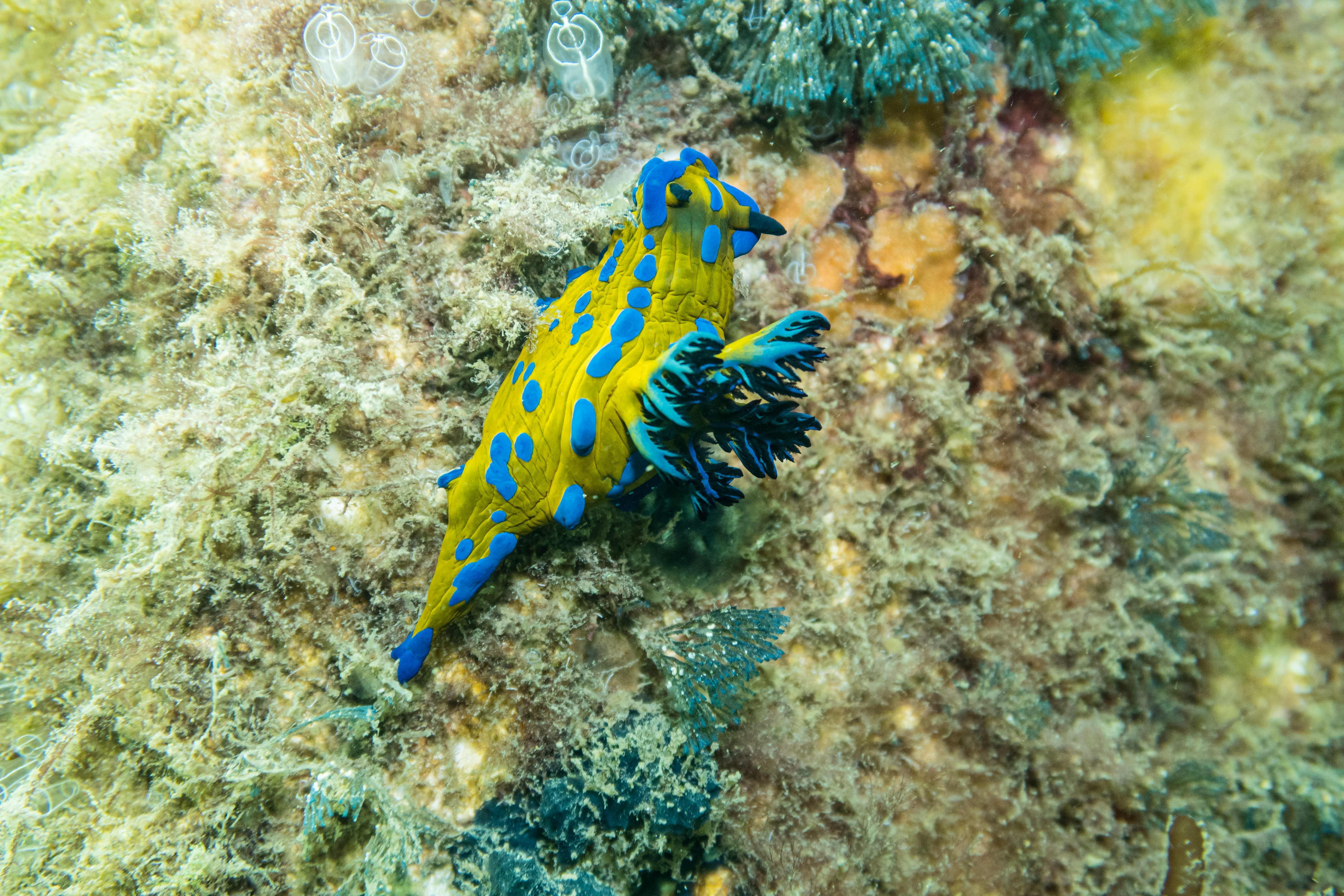 Verco's Nudibranch