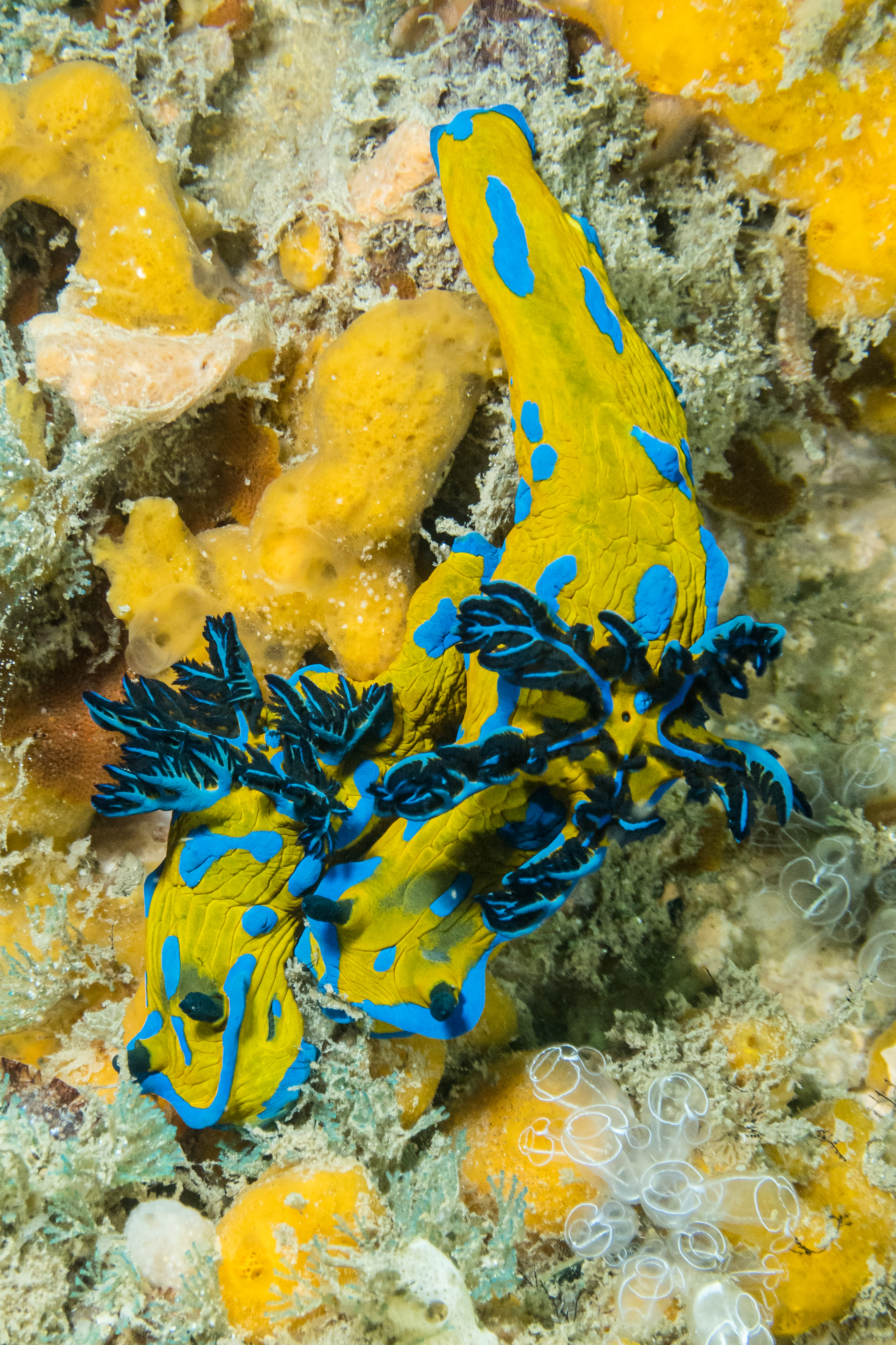 Verco's Nudibranch