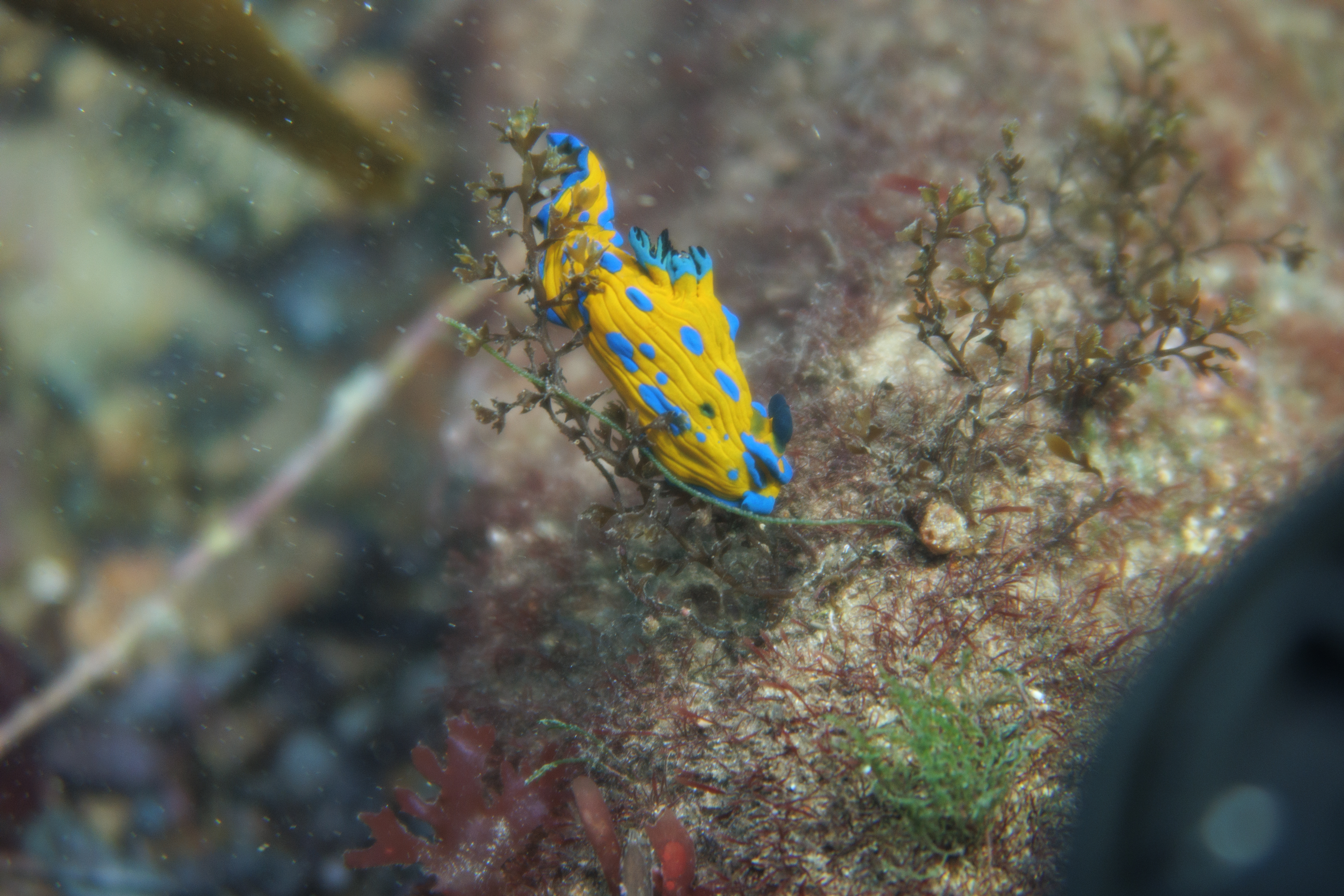 Verco's Nudibranch