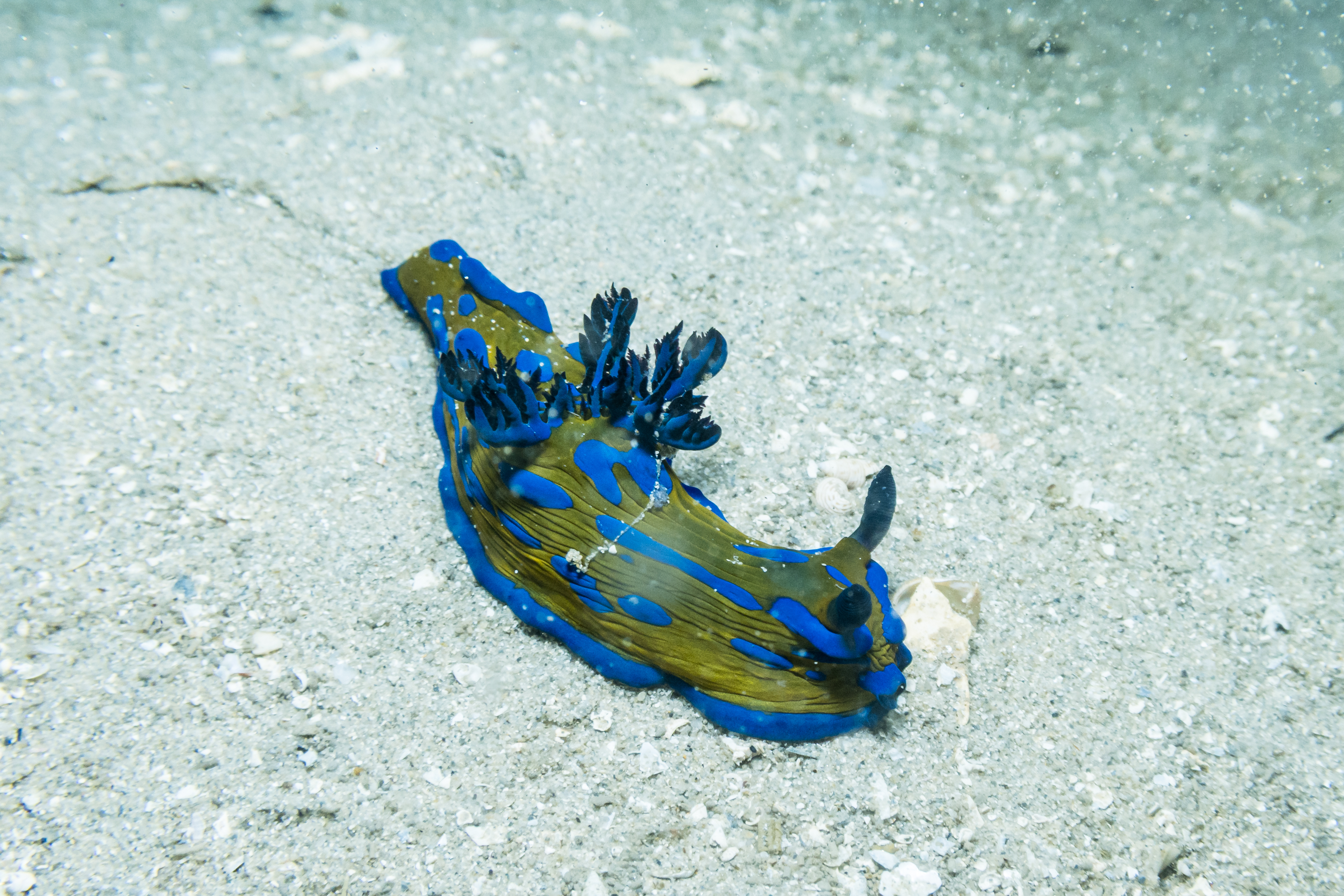 Verco's Nudibranch