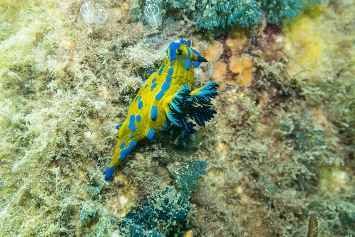 Vercos Nudibranch hero image