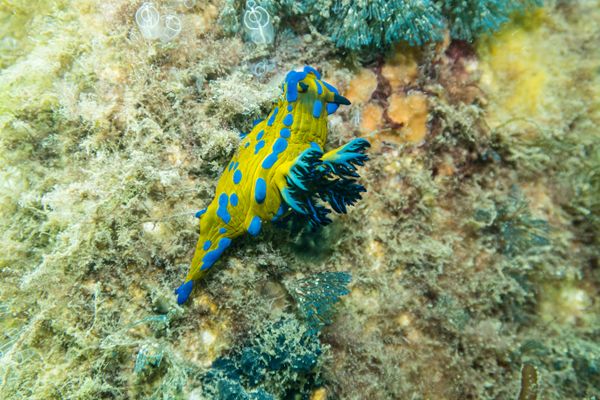 Vercos Nudibranch - Photo 1