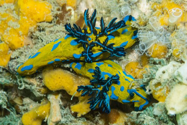 Vercos Nudibranch - Photo 2