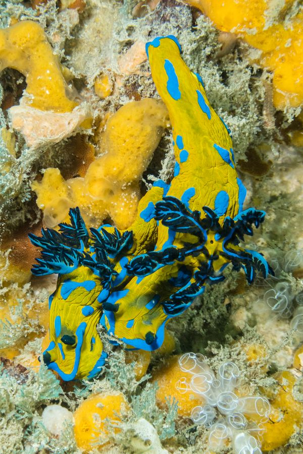 Vercos Nudibranch - Photo 3