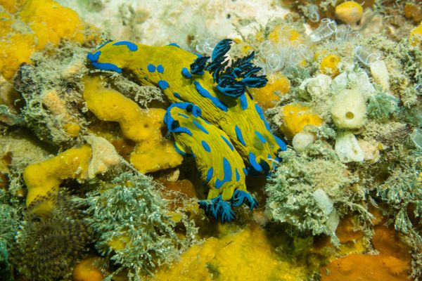 Vercos Nudibranch - Photo 4