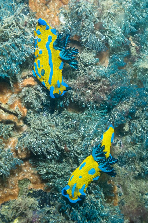 Verco's Nudibranch - Portland Jetty - Undated - Dive 0