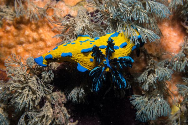 Verco's Nudibranch - Portland Jetty - Undated - Dive 0