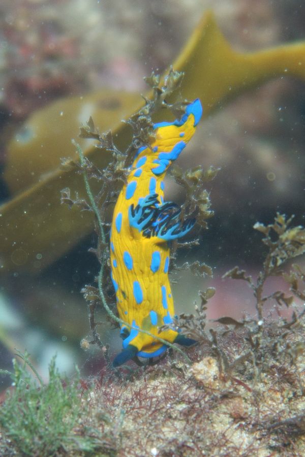 Vercos Nudibranch - Photo 12