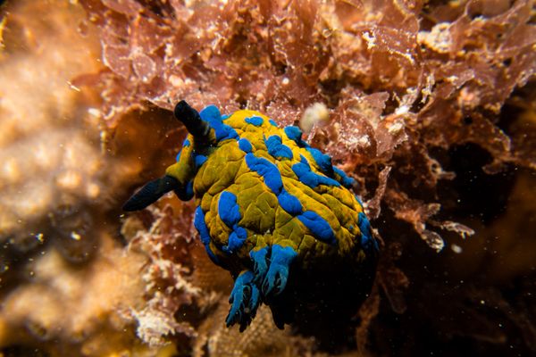 Vercos Nudibranch - Photo 14