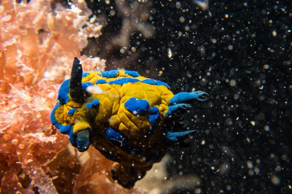 Vercos Nudibranch - Photo 15
