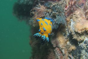 Verco's Nudibranch from Portland Jetty