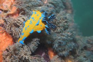 Verco's Nudibranch from Portland Jetty
