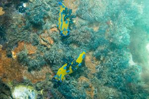 Verco's Nudibranch from Portland Jetty