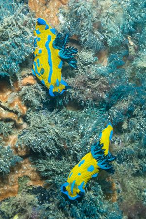 Verco's Nudibranch from Portland Jetty