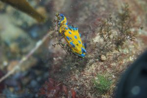 Unknown Location dive
