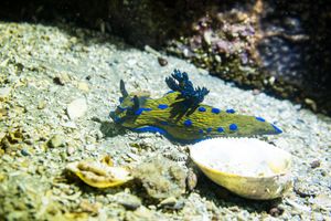 Verco's Nudibranch