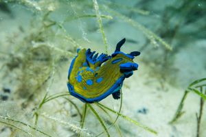 Verco's Nudibranch