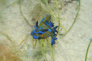 Verco's Nudibranch