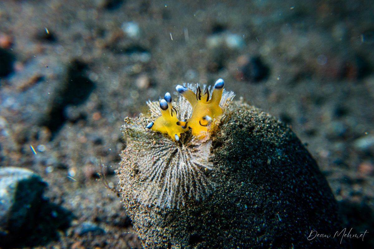 Pikachu Nudibranch hero image