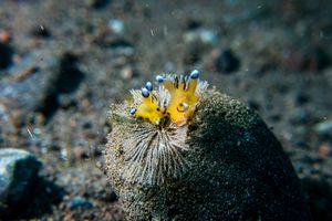 Pikachu Nudibranch