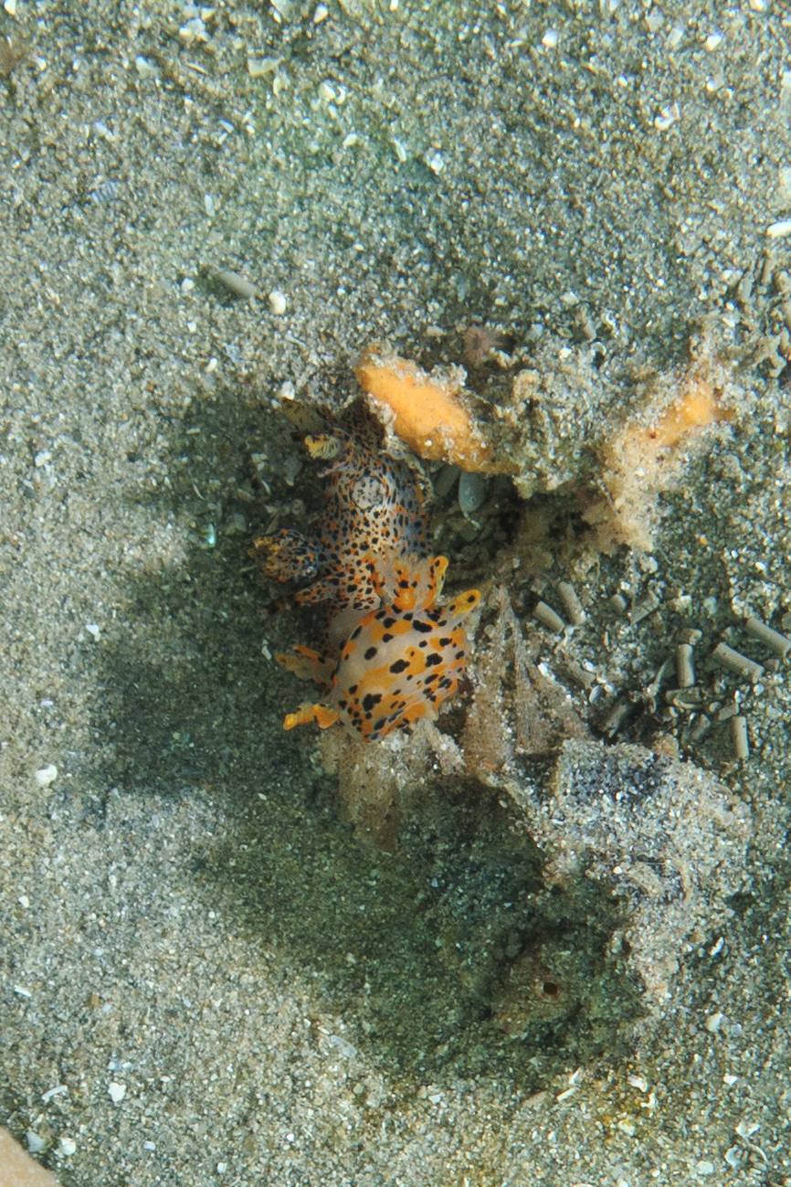 Winged Thecacera