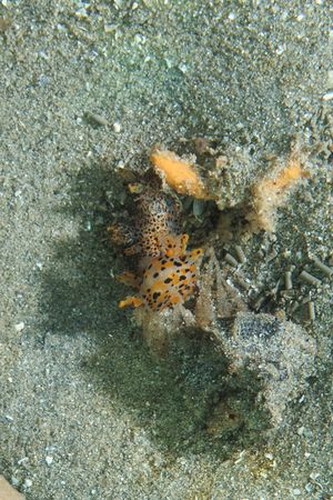 Thecacera representative species