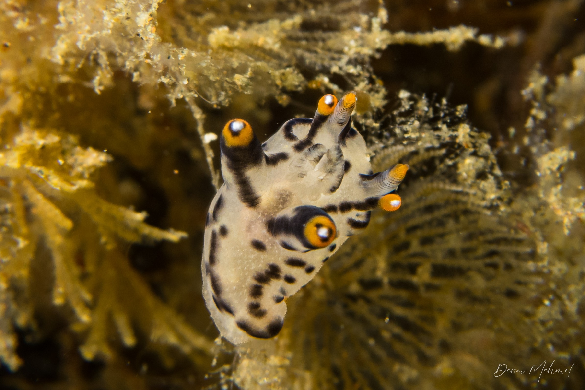 Thecacera picta