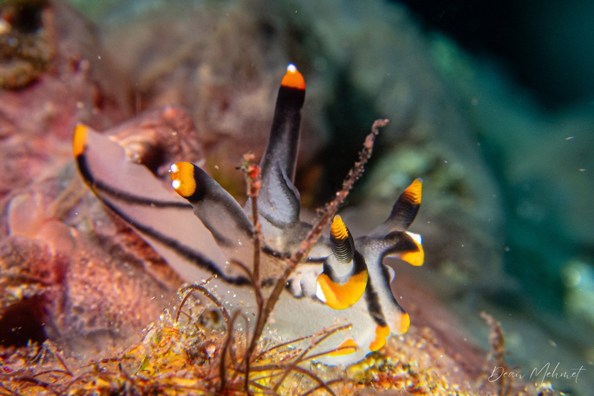 Thecacera picta hero image