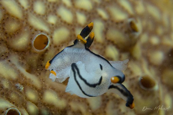 Thecacera picta - Photo 2