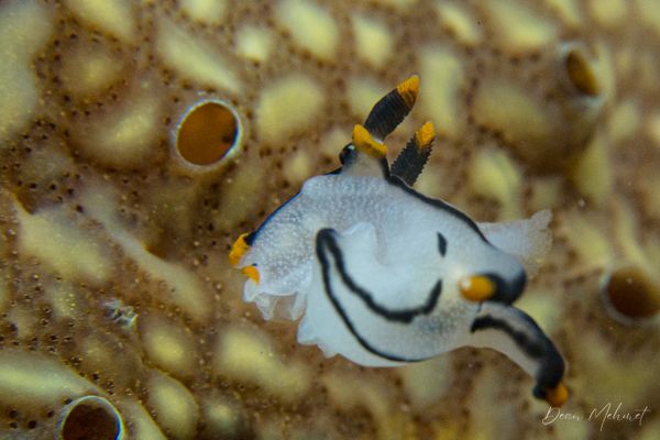 Thecacera picta - Photo 3