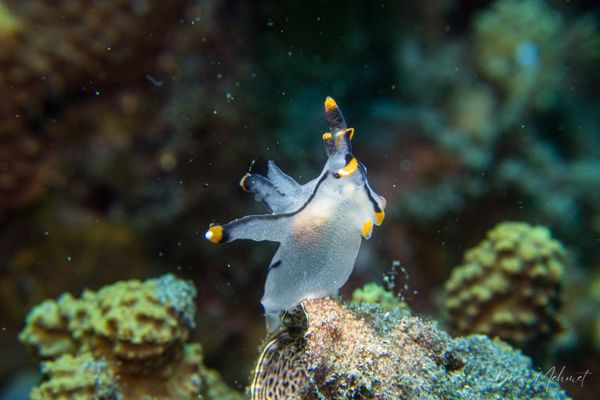 Thecacera picta - Photo 4