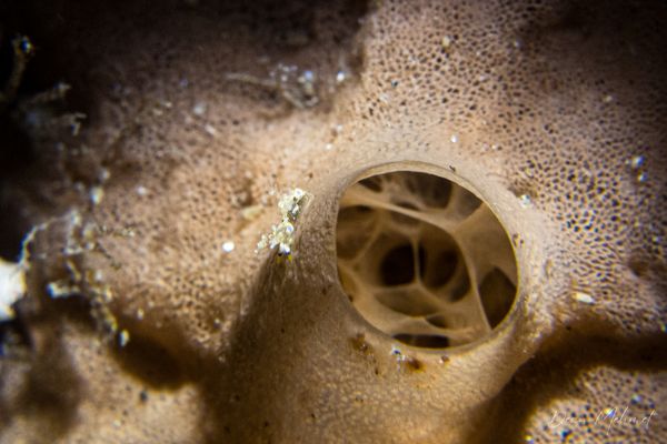 Thecacera picta - Photo 5