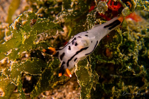 Thecacera picta - Photo 6