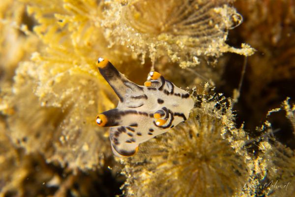 Thecacera picta - Photo 8