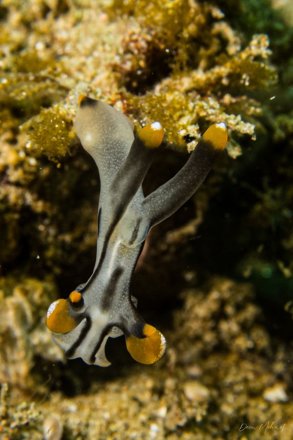 Thecacera picta - Photo 9