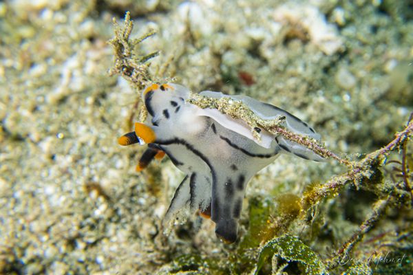 Thecacera picta