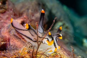 Thecacera picta