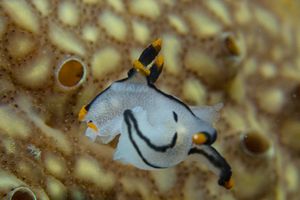 Thecacera picta