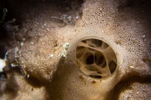 Thecacera picta